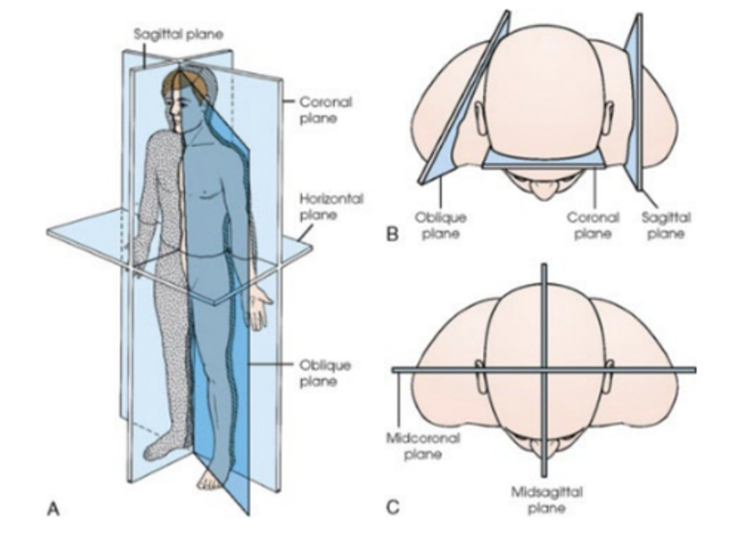<p>four imaginary flat surfaces or planes that pass through the body in the anatomical position.</p><p>median plane</p><p>sagittal planes</p><p>coronal (frontal) planes</p><p>horizontal (transverse) planes</p>