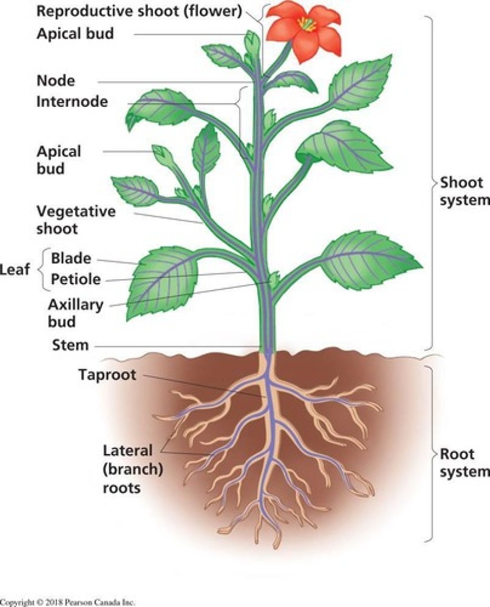 <p>Ієрархічна Організація</p>