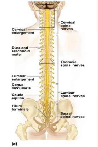 Anatomy of the Spinal Cord