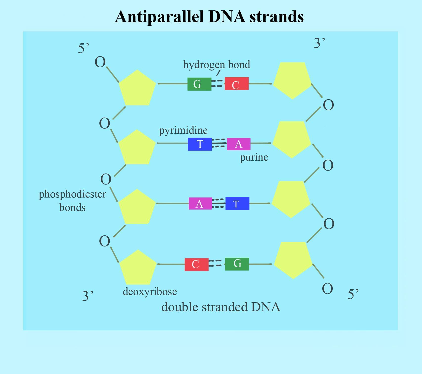 <ul><li><p>one strand has 5 prime at top and 3 prime on bottom</p></li><li><p>the second strand has 3 prime on top and 5 prime on bottom</p></li></ul><p></p>