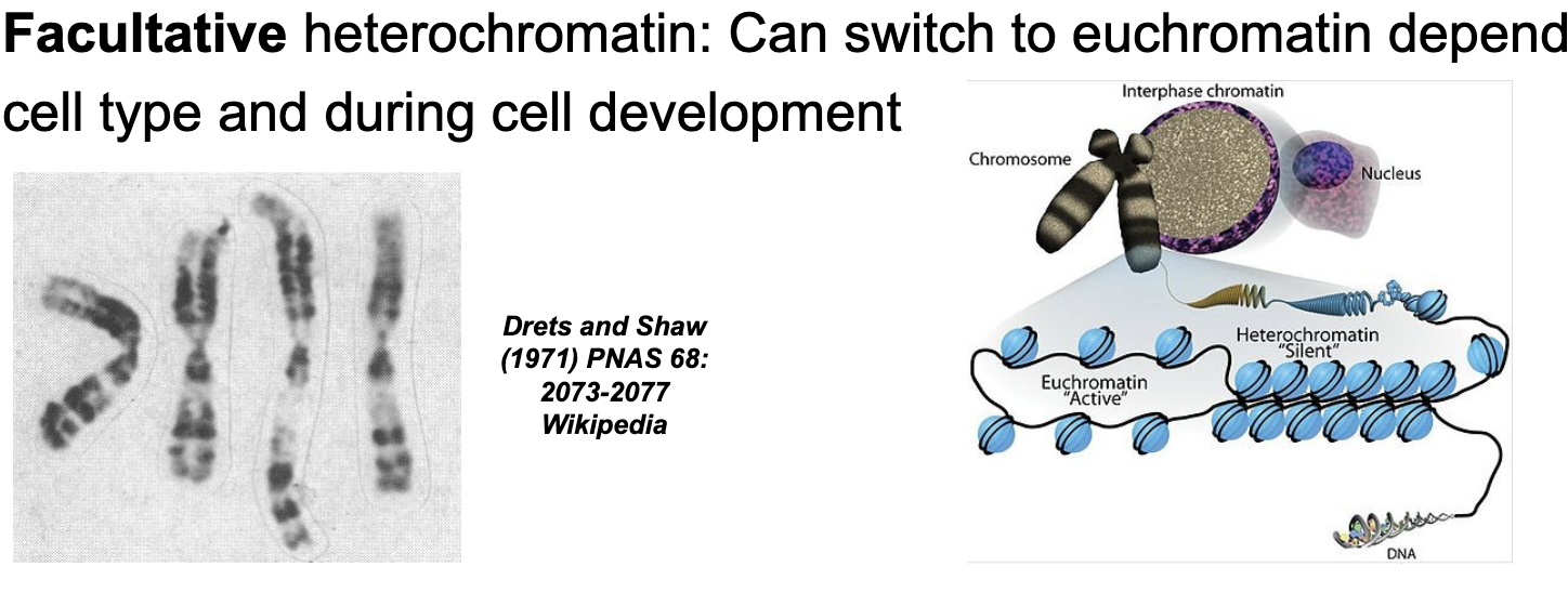 <p>Can switch to EUCHROMATIN depending on cell type and during cell development&nbsp;</p>