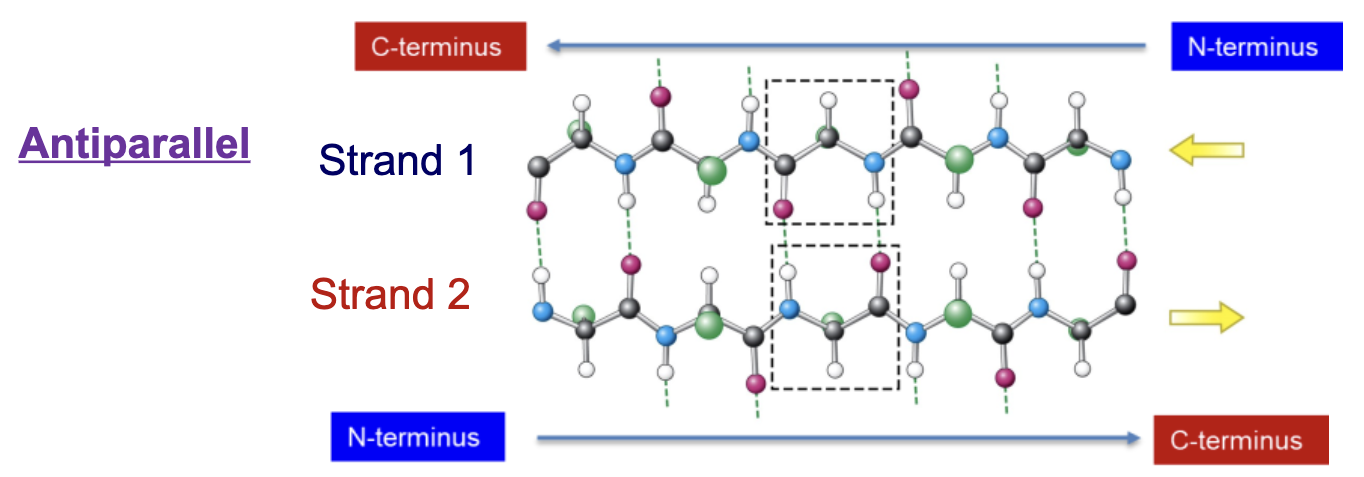 <p>One strand runs from C-terminus to N-terminus while the other runs from N-terminus to C-terminus</p><p>Bonds are formed directly between peptide C=O and peptide N-H, creating a straight line</p>