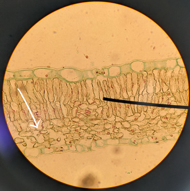 <p>What type of mesophyll is the white arrow pointing to </p>