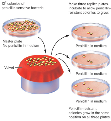 <p>Resistance results from random spontaneous mutations that happen at various time points before exposure to the selective agent. Selective pressure is not causing the mutation.<br>Mutations occurring early in the growth of the liquid culture, resulted in many resistant colonies when plated; those occurring late resulted in few resistant colonies.</p>