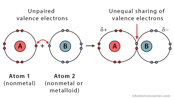 <p>A covalent bond where electrons are unequally shared producing charged molecule ends</p>