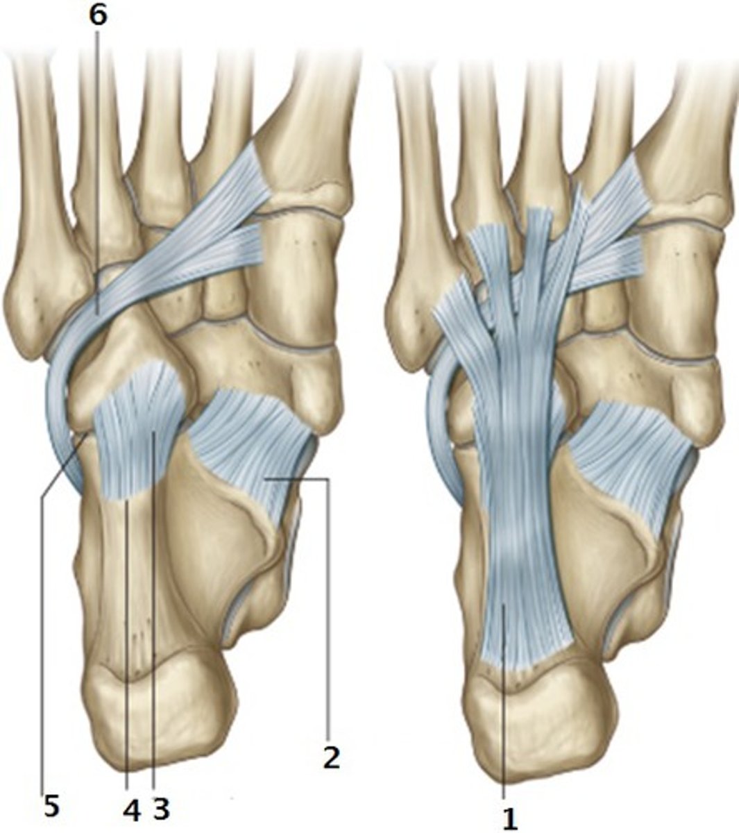 <p>Ligaments of the foot spanning the distance between the calcaneus and the cuboid and the bases of metatarsals 3, 4, 5</p>