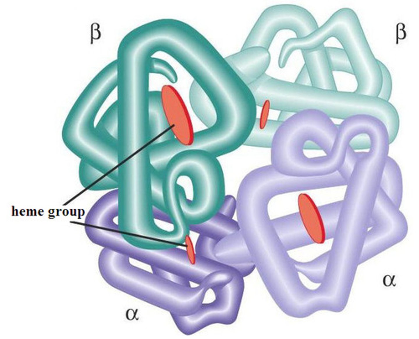 <p>Structure that occurs when 2 or more polypeptides are bonded together to make a protein; does not occur in all proteins</p>