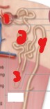 <p>On the image, what is the name of the structure labeled number 3? </p>