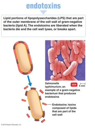 <p>(LC) Why would treatment with antibiotics worsen the symptoms of Gram-negative sepsis?</p><ol><li><p>The organisms are resistant to the antibiotics</p></li><li><p>Treatment with antibiotics causes side effects</p></li><li><p>Bacterial endotoxins are released when the cells die</p></li><li><p>The antibiotics can not reach the site of infection</p></li></ol><p></p>