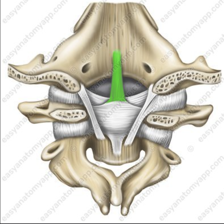 <p>ligament name?</p>