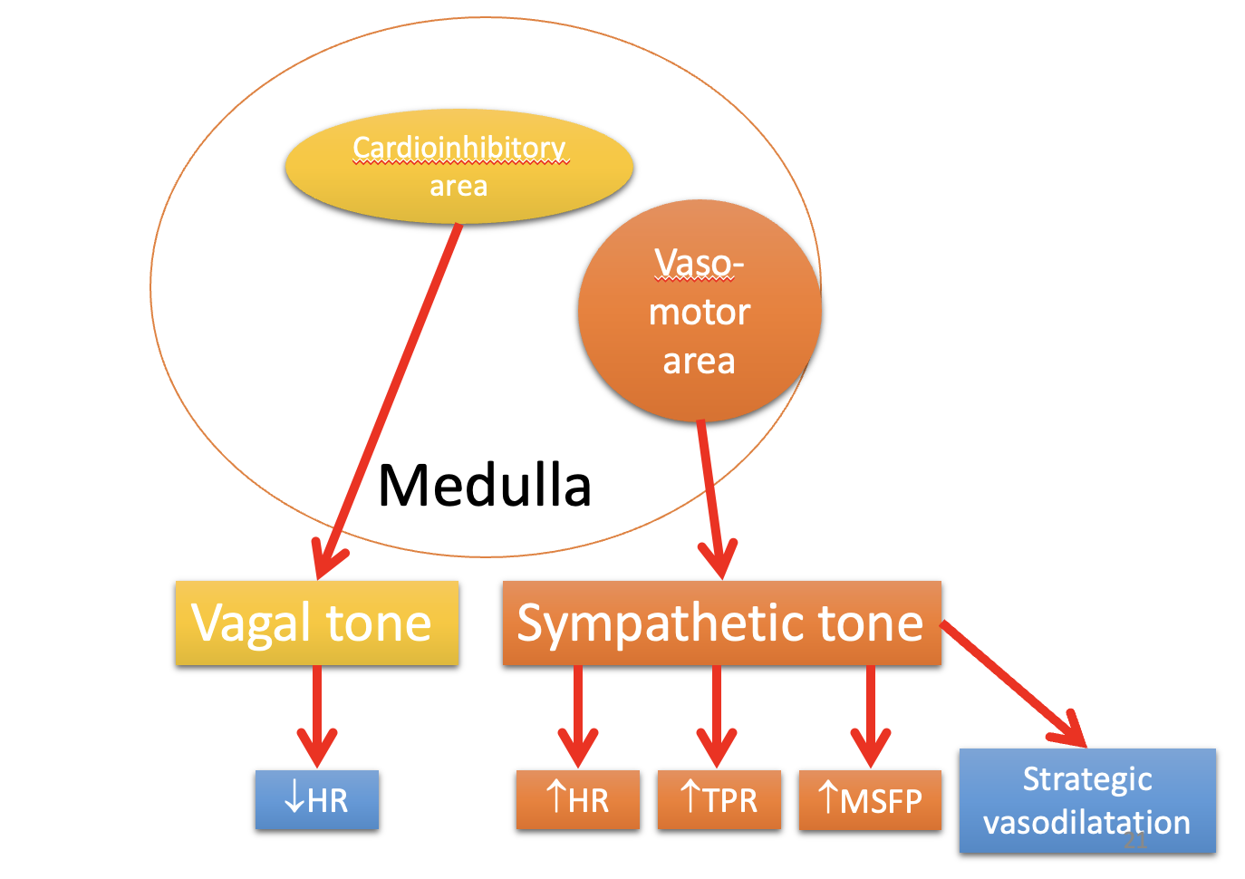 <ol><li><p>act on vasculature</p></li><li><p><span style="background-color: transparent; font-family: Arial, sans-serif, Inter, ui-sans-serif, system-ui, -apple-system, BlinkMacSystemFont, &quot;Segoe UI&quot;, Roboto, &quot;Helvetica Neue&quot;, &quot;Noto Sans&quot;, &quot;Apple Color Emoji&quot;, &quot;Segoe UI Emoji&quot;, &quot;Segoe UI Symbol&quot;, &quot;Noto Color Emoji&quot;; font-size: 1.6rem;"><strong>and </strong></span>the heart</p></li><li><p>also some preganglionic sympathetic fibres in the splanchhnic nerves that innervate the chromaffin cells of the adrenal medulla</p></li></ol><p></p>