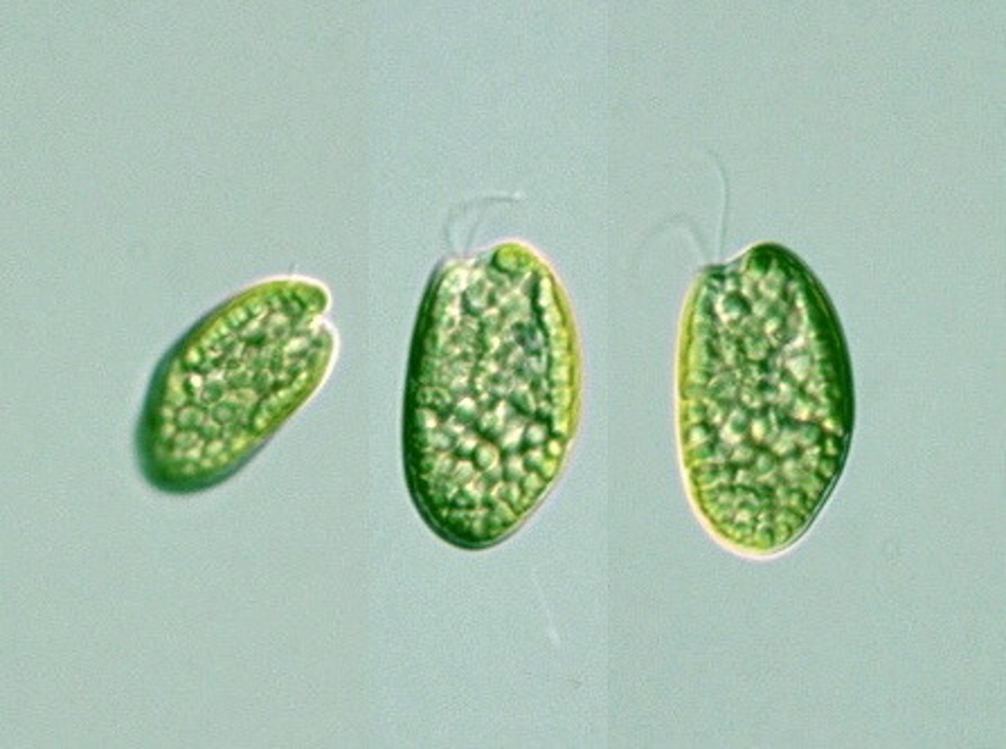 <p>cold water, 4 membranes surrounding chloroplast w/ nucleomorph</p><p>Pigments: phycobilins</p>