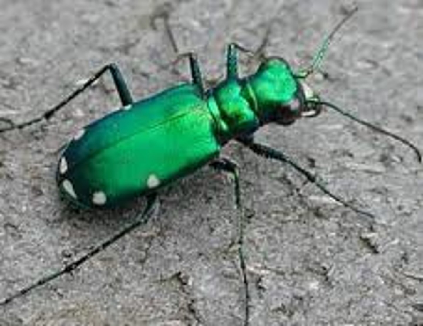 <p>Family Carabidae</p><p>- Some are brightly colored</p><p>- Fast! up to 5.6 mph</p><p>- Hiding in tunnel in ground they built and wait for prey</p><p>- Anchored inside tunnel by their tail / visual hunter</p><p>- Secrete hot, noxious gas/liquid to deter predators</p>