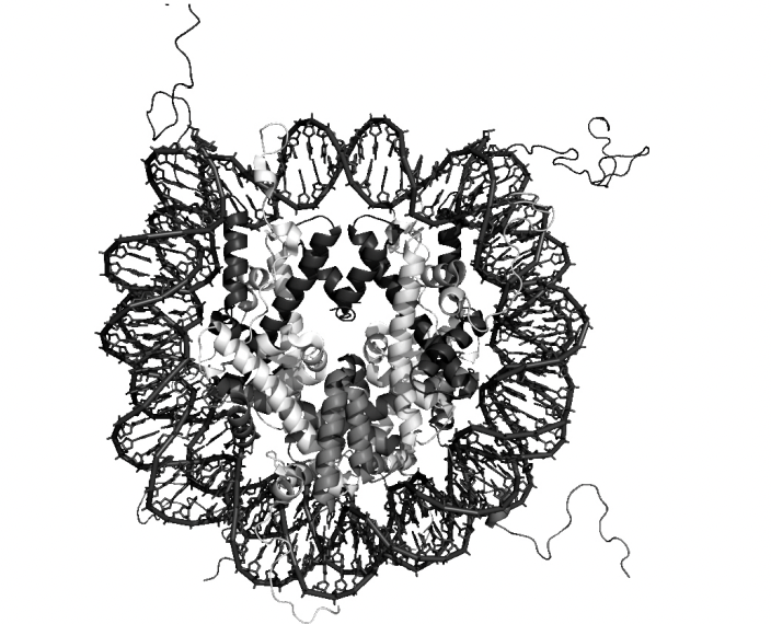 <p>X-ray diffraction of pure nucleosome crystals</p><ul><li><p>high-resolution strucuture (image)</p></li></ul><p></p>