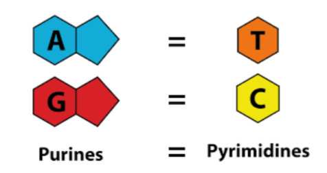 <p>% adenine = % thymine</p><p>% cytosine = % guanine</p>