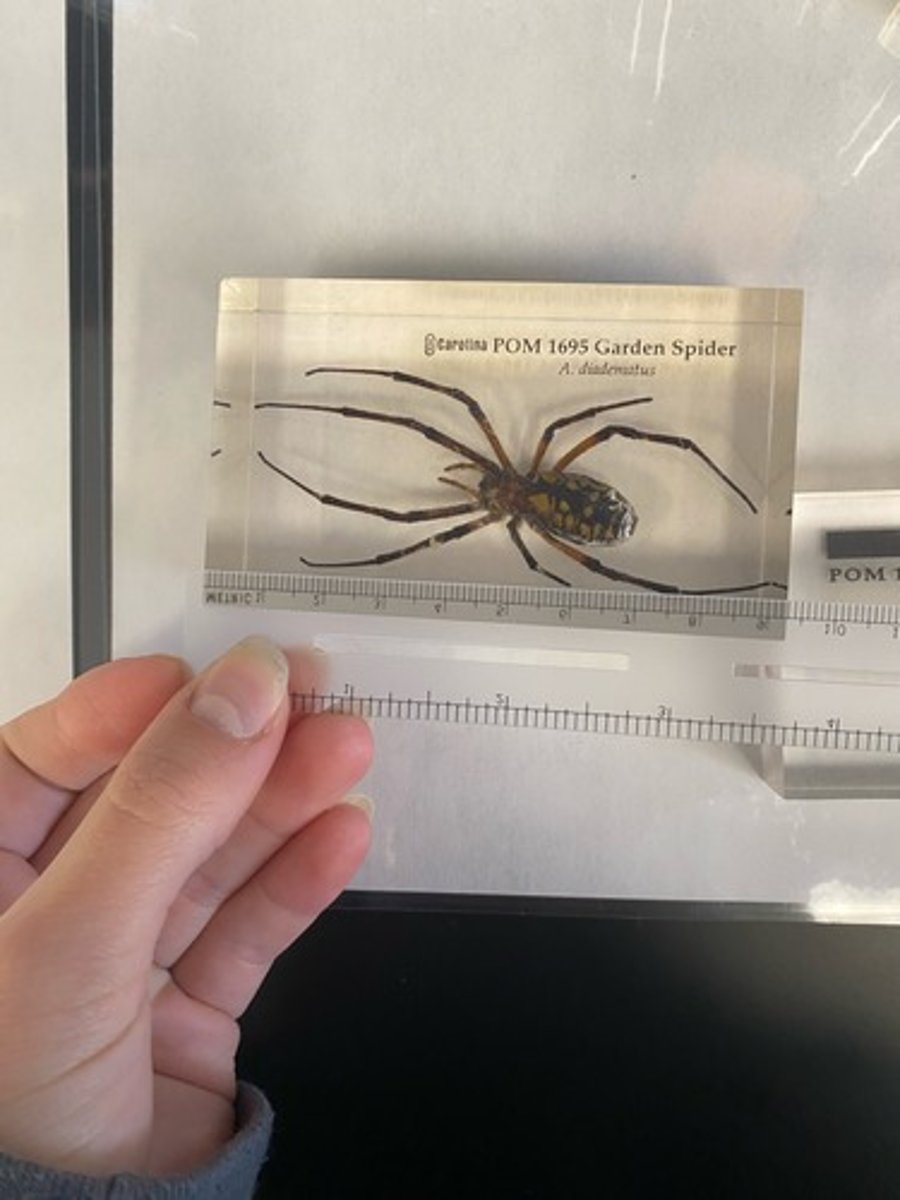 <p>What order is this organism in?</p>