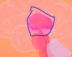 <p>What part of the old brain takes in sensory information ex. hearing?</p>