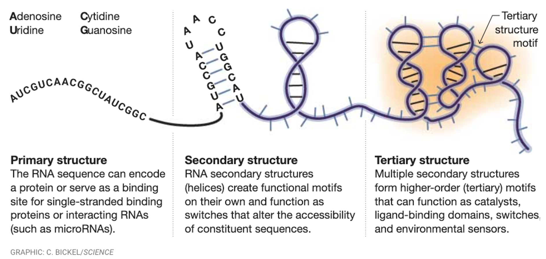 Secondary and tertiary structures create fold and loops that can have function and/or be recognized by RNA-binding proteins.