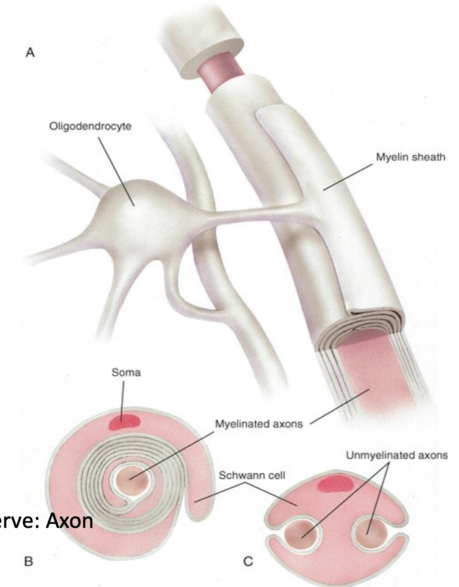 <ul><li><p>myelin forming cell in CNS </p><ul><li><p>one cell myelinates multiple axons (sends out multiple processes) </p></li></ul></li><li><p>nonmyelinated axons still associated with Oligo </p></li></ul><p></p>