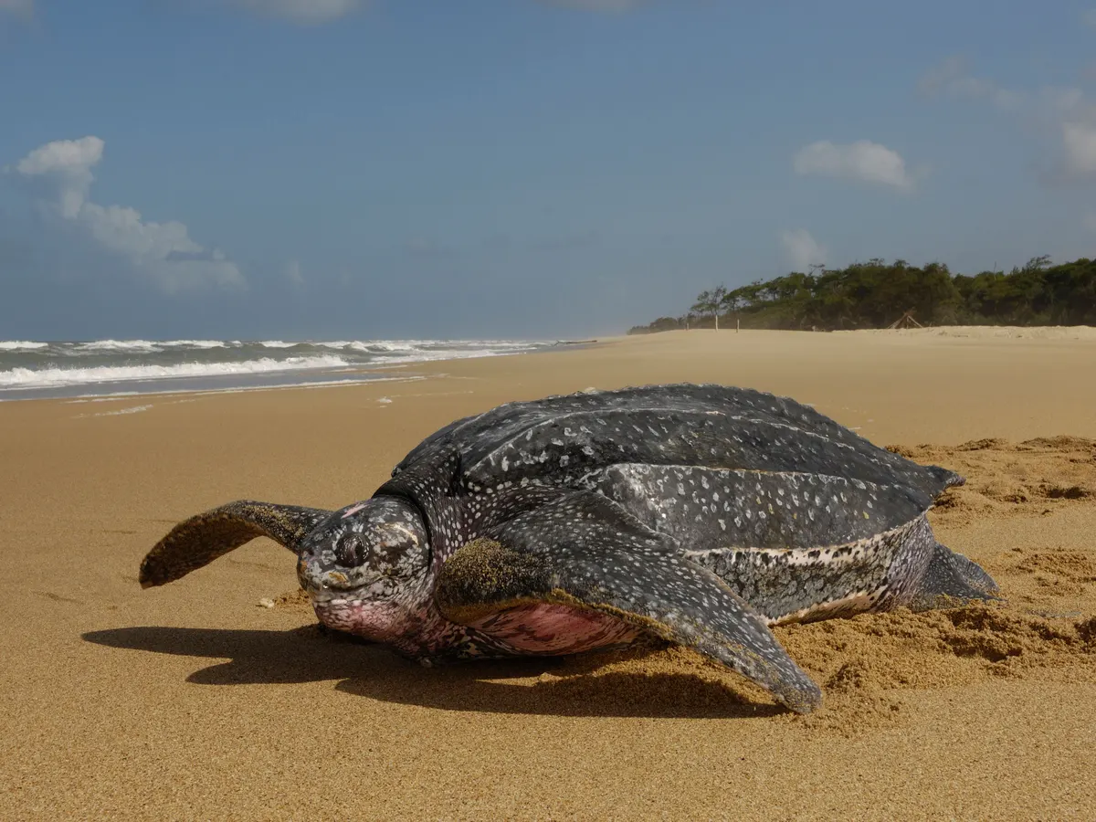 leatherback sea turtle (cryptodira)

\

1. strongly developed forelimbs modified into elongate, fully webbed paddles
2. totally marine (except to lay eggs)
3. egg laying occurs only on tropical or warm temperate beaches
4. extensive migration