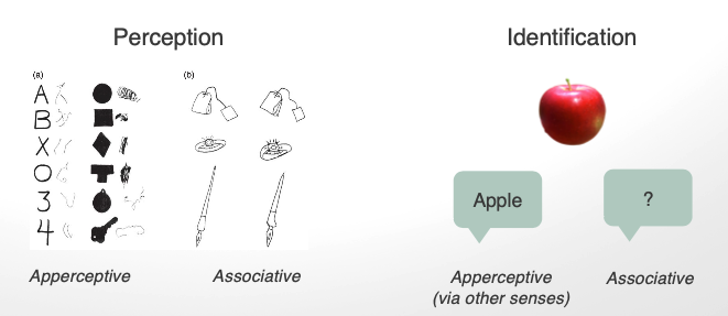<ul><li><p>double dissociation btw perception + memory identification for objects </p></li><li><p>ability to perceive the structure of an object + ability to identify/label the object requires different neural structures</p></li><li><p>evidence for different cognitive systems</p></li></ul><p></p>