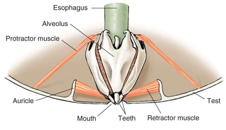 <p>What is this structure known as and what Phylum/Class is it found in? Describe any other unique features. </p>