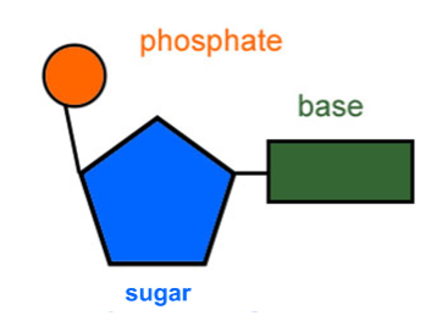 <p>C, H, O, N, P</p>