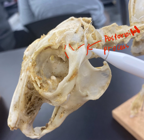 <p>Postorbital process</p>