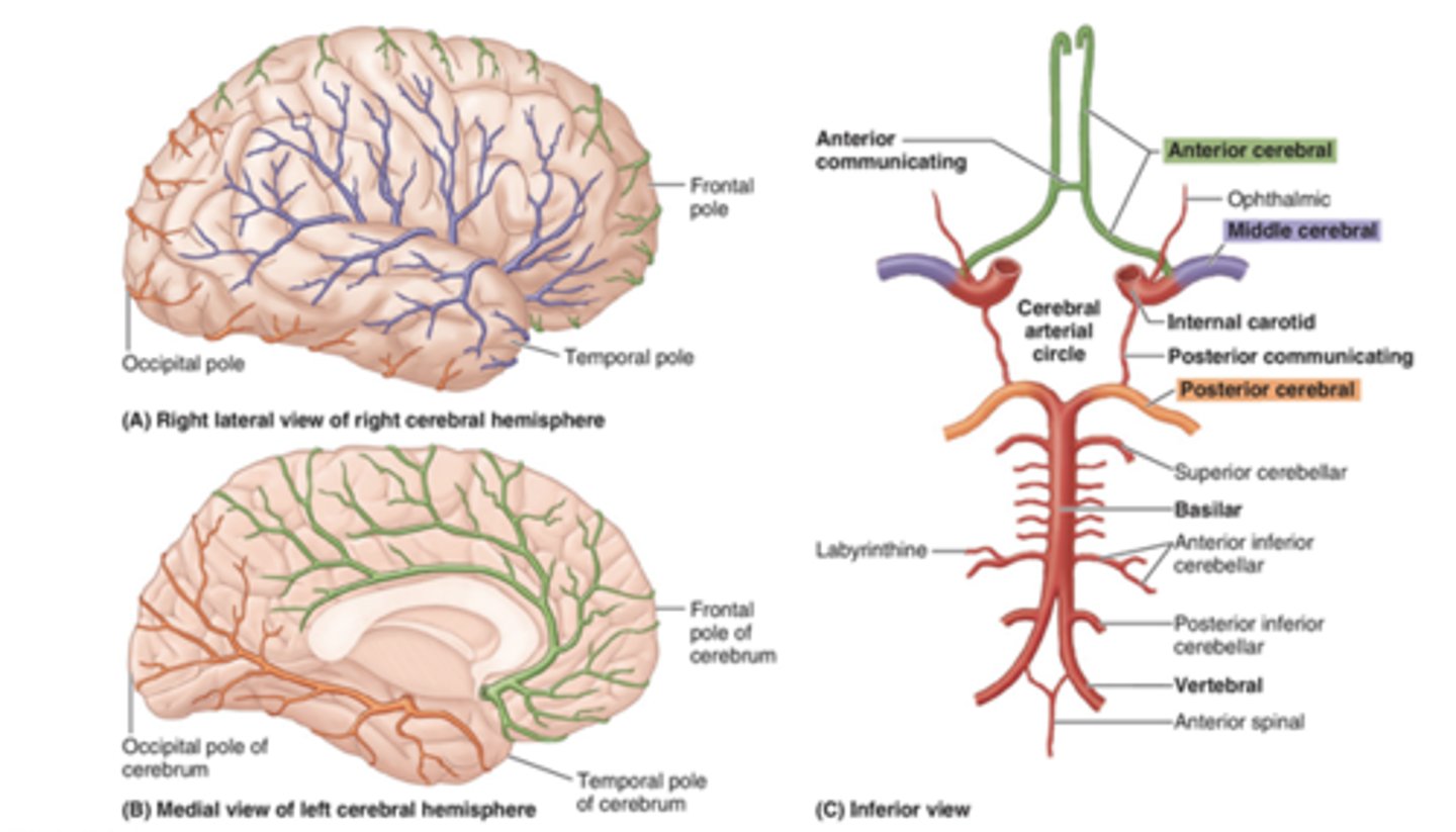 <p>- Hemiplegia (if midbrain blockage)</p><p>- memory problems (temporal lobe distribution)</p>