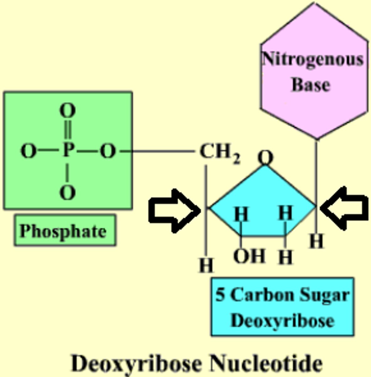 <p>the pentose (5-carbon) sugar that helps make up the backbones of DNA</p>