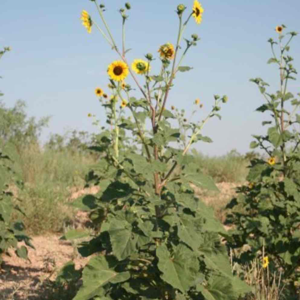 <p><img src="https://rangeplants.tamu.edu/wp-content/gallery/common-sunflower-annual-sunflower/annual-sunflower_232_062405-068.jpg" alt="Plants of Texas Rangelands » Common Sunflower, Annual Sunflower"></p>