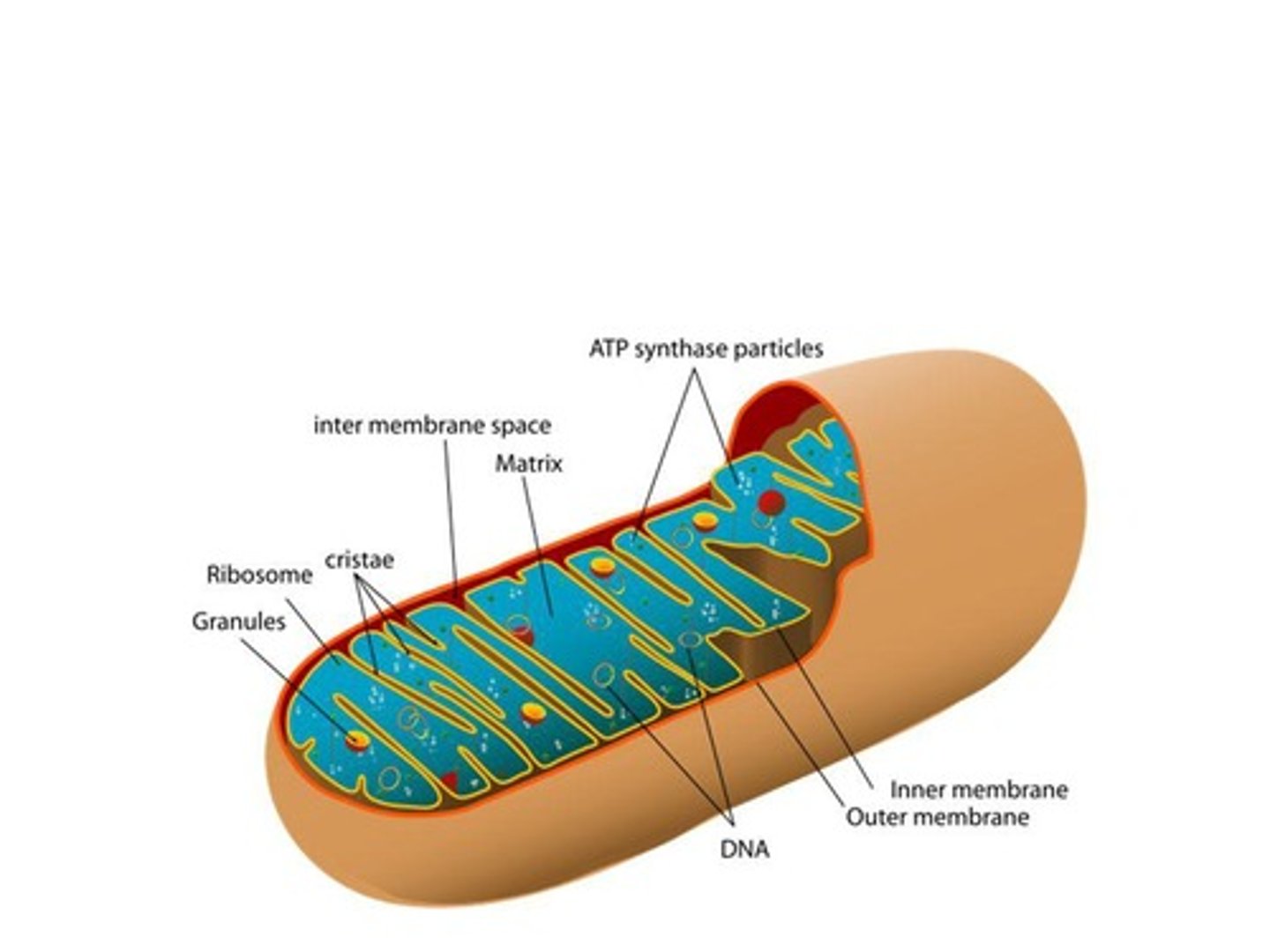 <p>Cellular organelles that generate ATP through cellular respiration.</p>