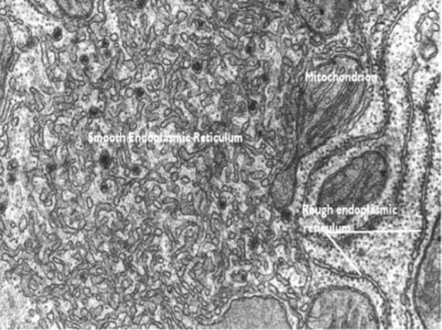 <p>Lipid synthesis and detoxification, no ribosomes.</p>