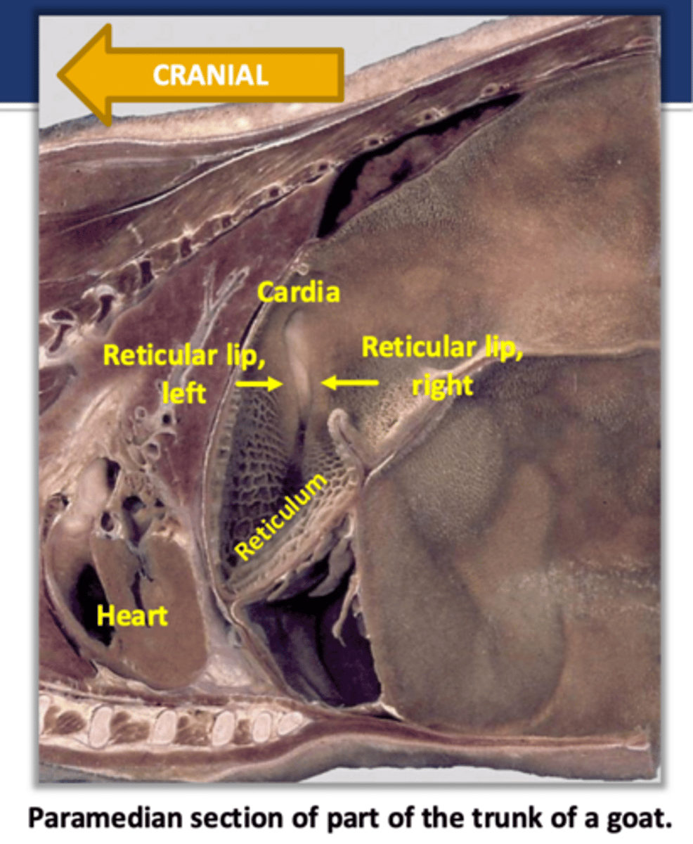 <p>what part of the stomach is the esophagus/cardia found in and what is its function</p>