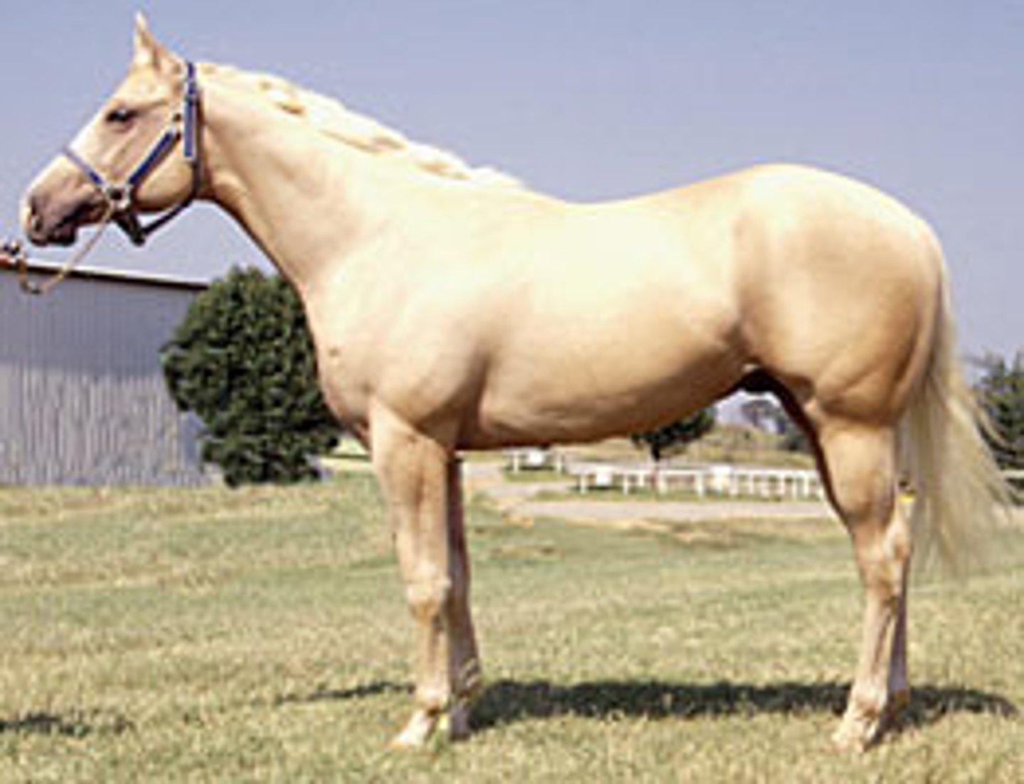 <p>type of palomino that has no black points "newly minted coin"</p>