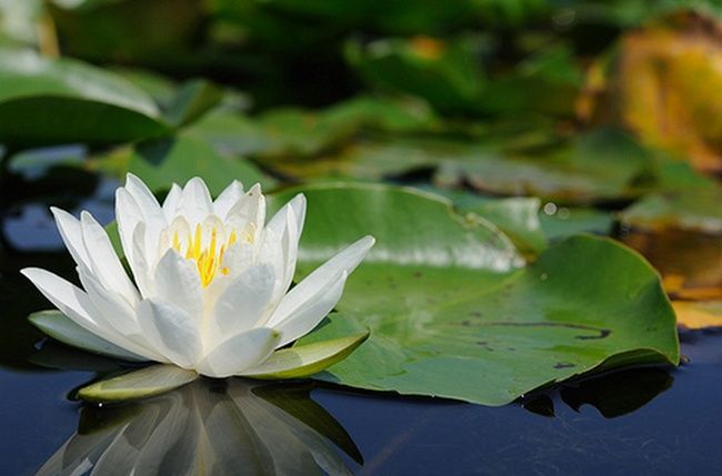 Fragrant Waterlily