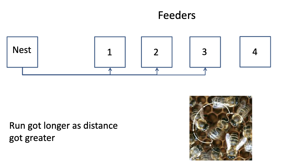 <p>Food source was moved different distances in the same direction. As the food source got farther away, the “waggle” part of the dance got longer</p>