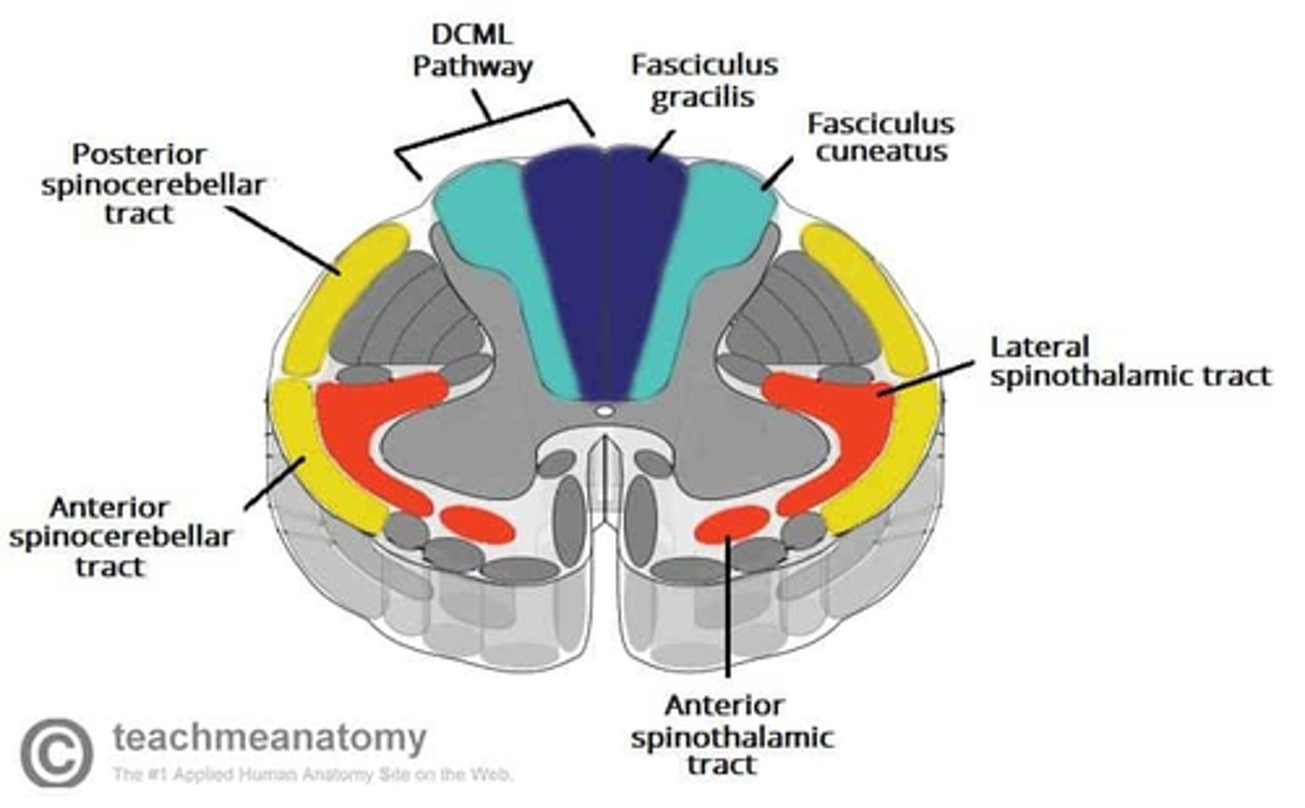 <p>1. fasciculus gracilis</p><p>2. fasciculus cuneatus</p>