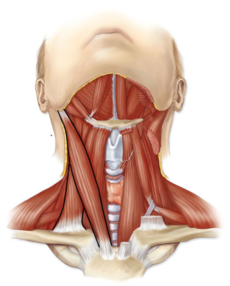 <p>-two-headed muscle on anterolateral aspect</p><p>-delineates borders of anterior and posterior triangles of the neck</p><p>-origin: manubrium of sternum, medial clavicle </p><p>-insertion: mastoid process of temporal bone</p><p>-action: head/neck flexion, lateral flexion, contralateral rotation</p><p>-innervation: CN II (accessory), C2-C3</p>