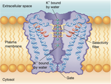 <p>The transmembrane region of a potassium channel in the closed position. This diagram is based on the bacterial KcsA channel, but vertebrate potassium channels are similar.</p>