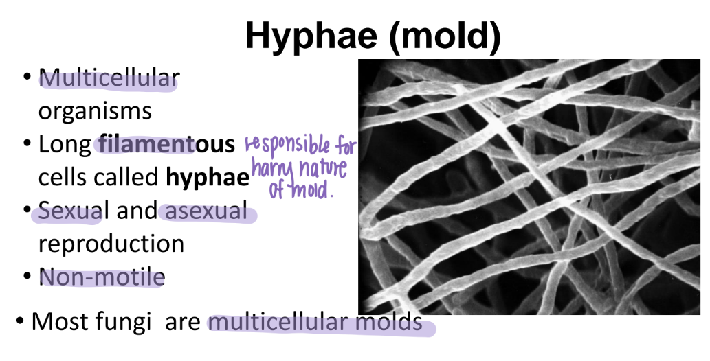 <p>LONG filamentous cells called HYPHAE </p><p>(responsible for how hairy mold is) </p>
