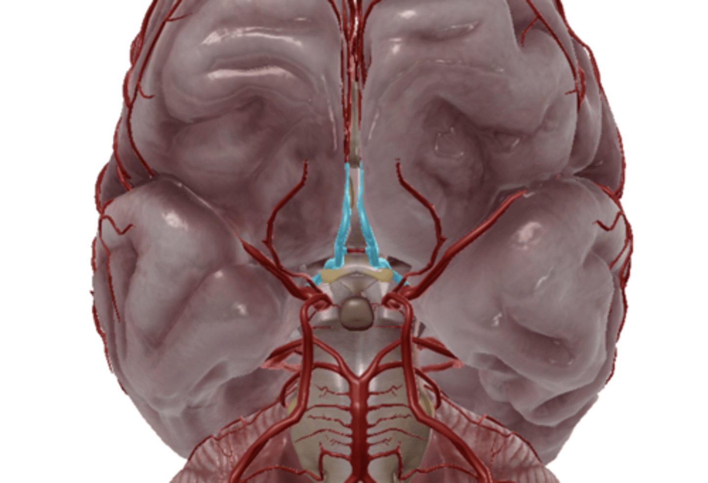 <p>The artery of the Circle of Willis that transports</p><p>blood from the internal carotid artery to the</p><p>posterior cerebral artery is the</p>