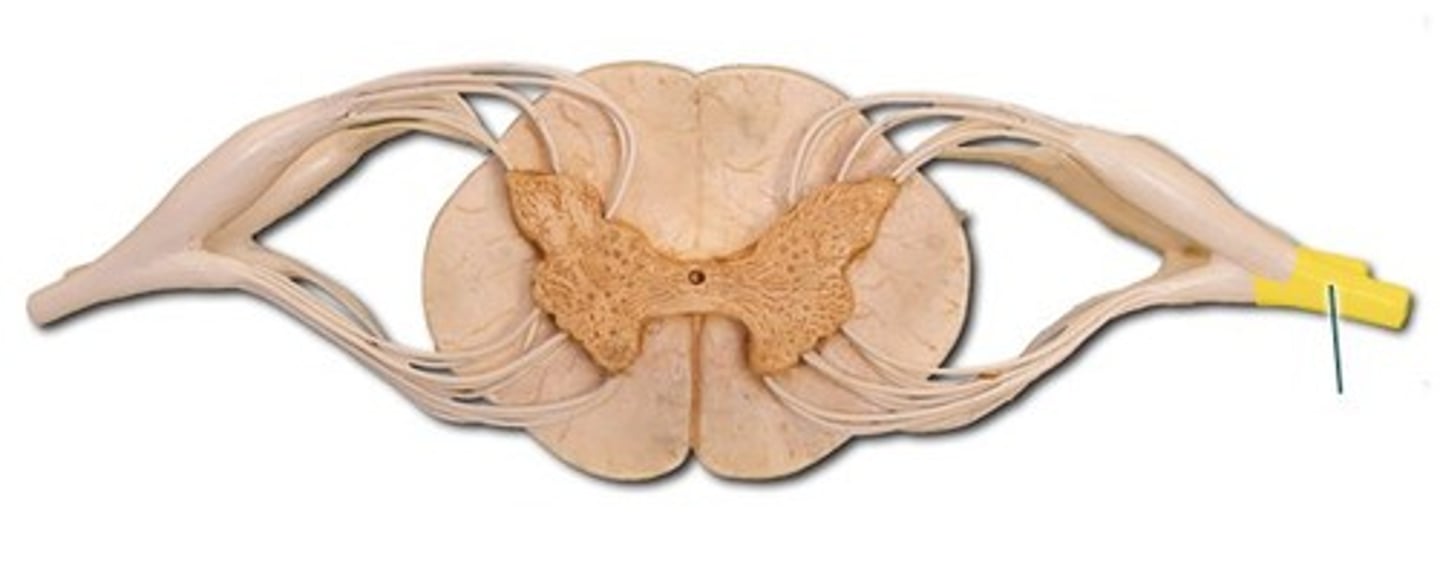 <p>where dorsal root and ventral root join outside of the spinal cord contains axons</p>