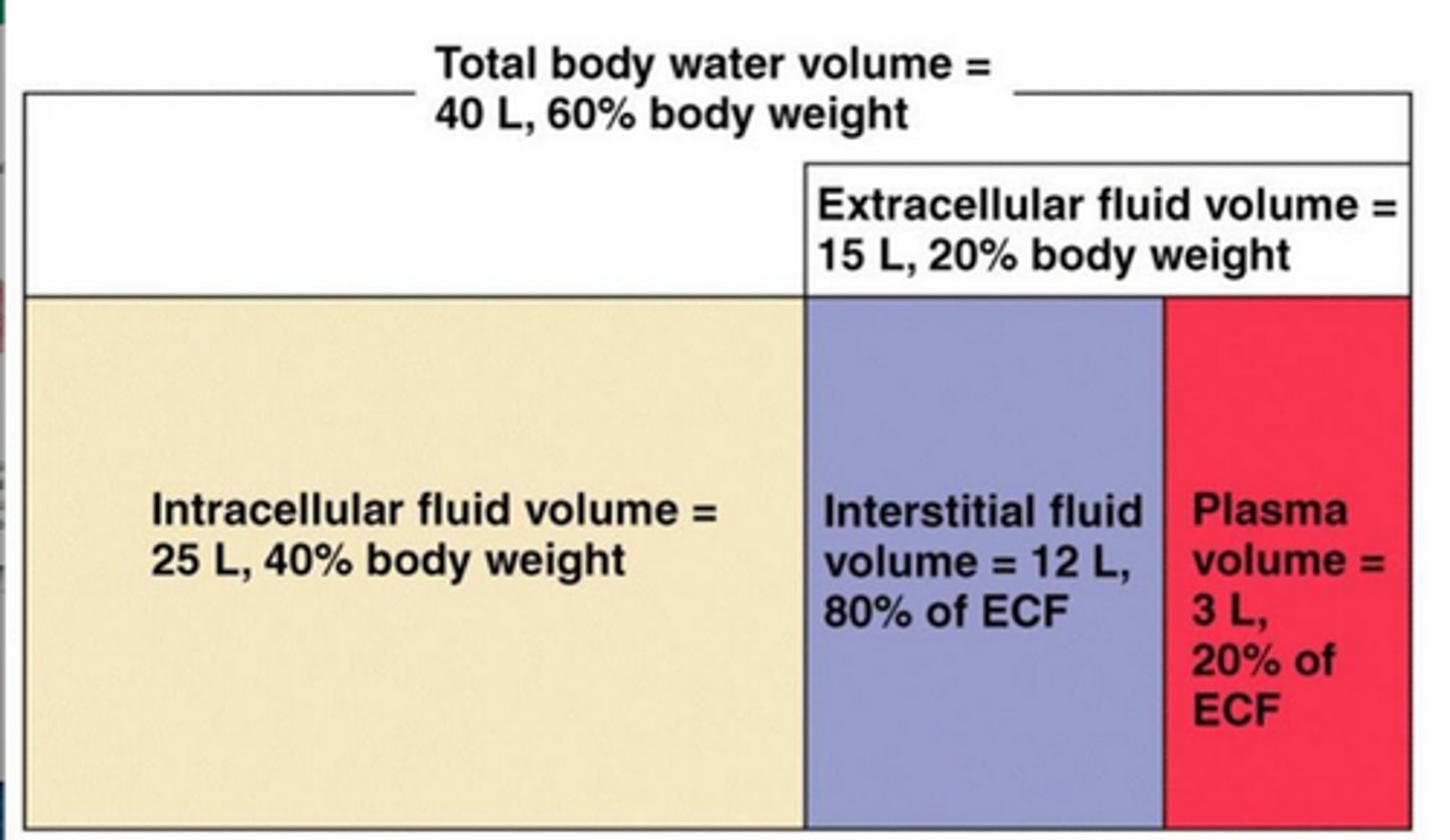 <p>1. intravascular= in the blood (7.1%)</p><p>2. interstitial= in the tissue (38%)</p><p>3. intracellular= cytoplasm of tissue cells (55%= majority)</p>