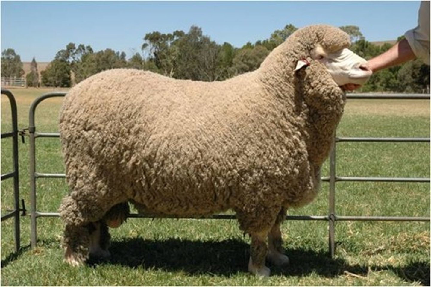 <p>fine-wool sheep breed:</p><p>(delaine) Spain; major breed in Australia and New Zealand (spanish breed); finest wool (have more body folds); can be horned, heavy great weight; basis for the Rambouillet</p>