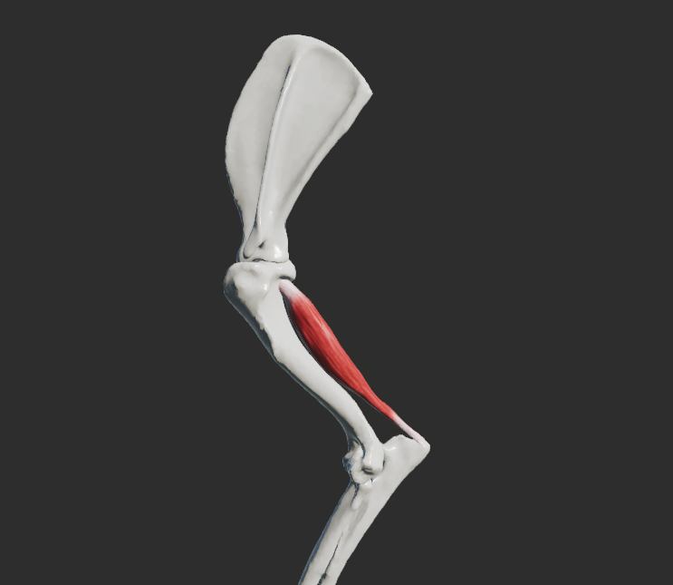 <p>odstup: mediálně od odstupu musculus brachialis</p><p>úpon: do caput longum musculi bicipitis brachii</p><p>fce: extenze v articulatio cubiti</p>