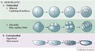 <p>Telolecithal cleavage involves uneven yolk distribution leading to a discoidal pattern of division, while centrolecithal cleavage occurs in eggs with yolk concentrated in the center, resulting in partial cleavage around the yolk. </p>