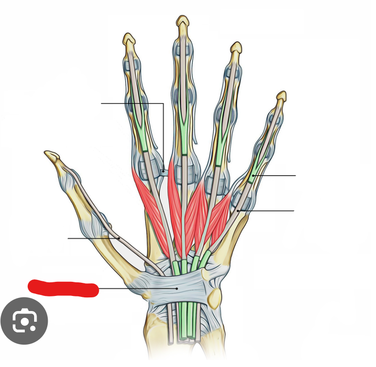 <p>(anterior view)</p>