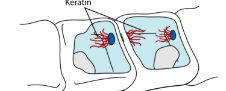 <p>protein filaments that pass through neighboring cells to HOLD THE CELL TOGETHER </p>