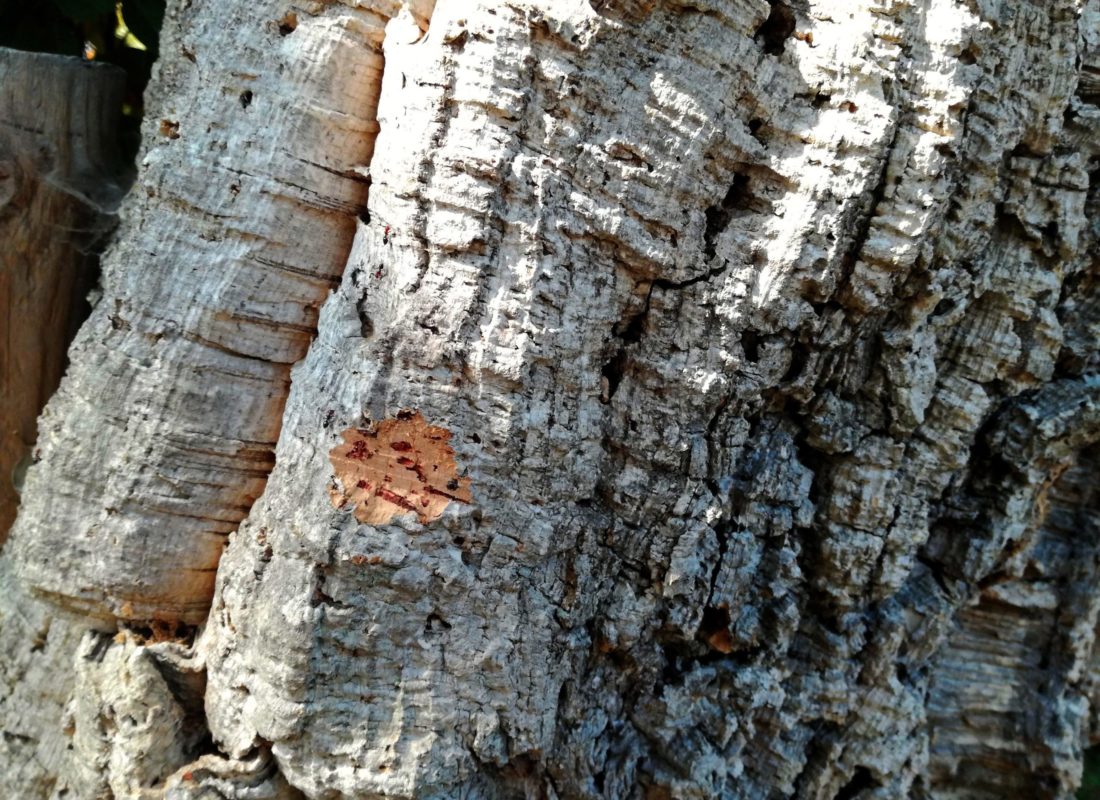 <p>eudicot; cork oak; primary source of cork</p>